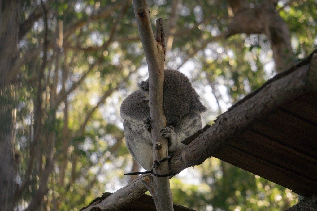 You'll see koalas like this one napping while on a visit to Port Macquarie Koala Hospital