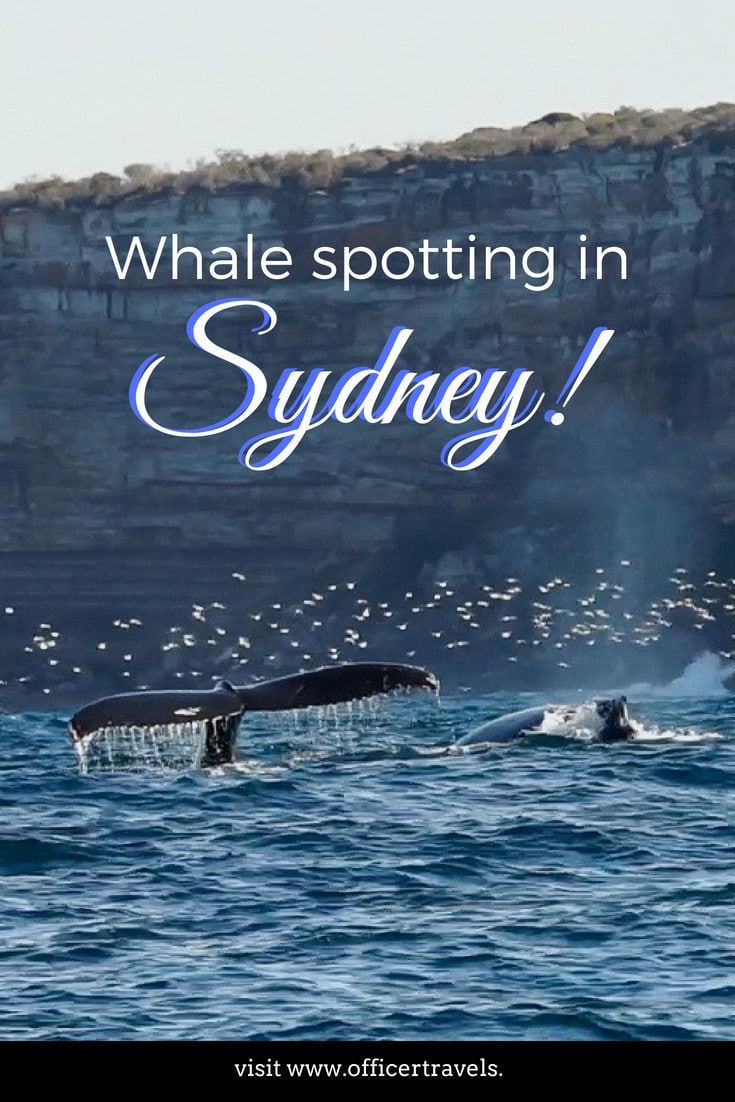 For 5 months of the year, you can spot whales off Australia's east coast - here are our favourite spots to see whales from Sydney! | #whales #whalespotting #seewhales #australia #daytrips #visitaustralia
