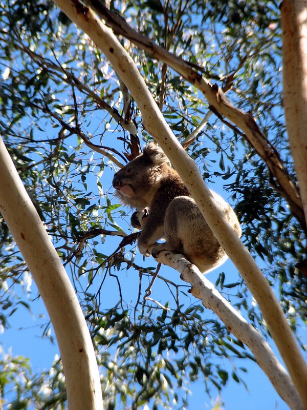 A Koala in Noosa - one of the best place to visit between Brisbane and Cairns